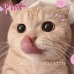 Avatar de Fernando Torres